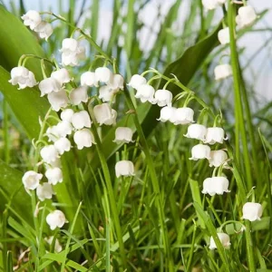 Set of 5 Lily of the Valley Bulbs - Perennial Flower Bulbs, Fragrant White Blooms - Image 3
