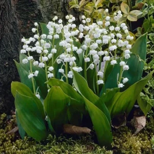 Set of 5 Lily of the Valley Bulbs - Perennial Flower Bulbs, Fragrant White Blooms - Image 4