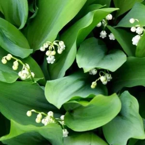 Set of 5 Lily of the Valley Bulbs - Perennial Flower Bulbs, Fragrant White Blooms - Image 5