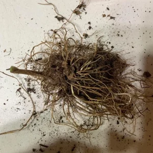 Set of 5 Lily of the Valley Bulbs - Perennial Flower Bulbs, Fragrant White Blooms - Image 6