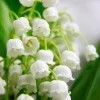 Set of 5 Lily of the Valley Bulbs - Perennial Flower Bulbs, Fragrant White Blooms - Image 1