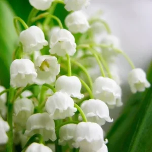 Set of 5 Lily of the Valley Bulbs - Perennial Flower Bulbs, Fragrant White Blooms - Image 1