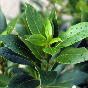 Set of 5 Live Bay Leaf Plants – Bay Laurel (Laurus nobilis) – Culinary Herb – 8-10 Inch Tall – 3 Inch Pot - Image 2