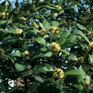 Set of 5 Live Bay Leaf Plants – Bay Laurel (Laurus nobilis) – Culinary Herb – 8-10 Inch Tall – 3 Inch Pot - Image 3