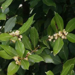 Set of 5 Live Bay Leaf Plants – Bay Laurel (Laurus nobilis) – Culinary Herb – 8-10 Inch Tall – 3 Inch Pot - Image 4