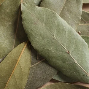 Set of 5 Live Bay Leaf Plants – Bay Laurel (Laurus nobilis) – Culinary Herb – 8-10 Inch Tall – 3 Inch Pot - Image 5