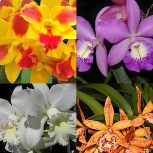 Set of 5 Live Orchid Plants - Cattleya, Oncidium, Dendrobium, Vanda, Phalaenopsis Bare Root - Image 2