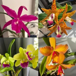 Set of 5 Live Orchid Plants - Cattleya, Oncidium, Dendrobium, Vanda, Phalaenopsis Bare Root - Image 3