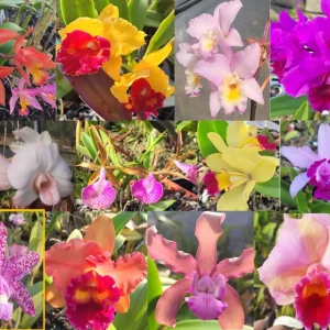 Set of 5 Live Orchid Plants - Cattleya, Oncidium, Dendrobium, Vanda, Phalaenopsis Bare Root - Image 5
