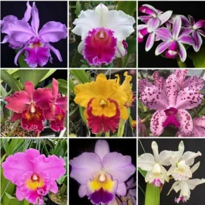 Set of 5 Live Orchid Plants - Cattleya, Oncidium, Dendrobium, Vanda, Phalaenopsis Bare Root - Image 6
