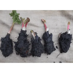 Set of 5 Victoria Rhubarb Crowns for Planting - Raspberry Red Perennial - Image 2
