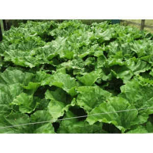 Set of 5 Victoria Rhubarb Crowns for Planting - Raspberry Red Perennial - Image 3