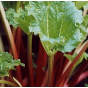 Set of 5 Victoria Rhubarb Crowns for Planting - Raspberry Red Perennial - Image 4