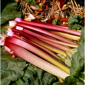 Set of 5 Victoria Rhubarb Crowns for Planting - Raspberry Red Perennial - Image 6