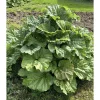 Set of 5 Victoria Rhubarb Crowns for Planting - Raspberry Red Perennial - Image 1