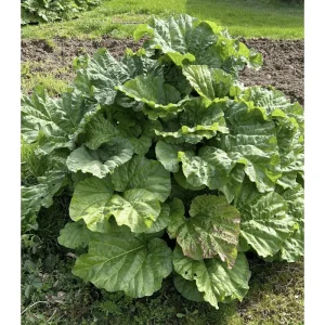 Set of 5 Victoria Rhubarb Crowns for Planting - Raspberry Red Perennial - Image 1