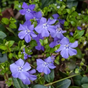 Set of 50 Vinca Live Plants - Periwinkle Ground Cover Perennial, 6-8 Inch Tall - Image 3