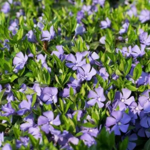 Set of 50 Vinca Live Plants - Periwinkle Ground Cover Perennial, 6-8 Inch Tall - Image 4