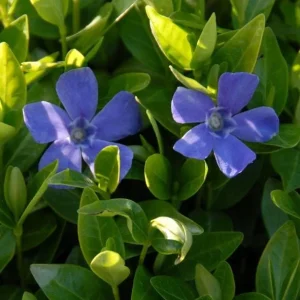 Set of 50 Vinca Live Plants - Periwinkle Ground Cover Perennial, 6-8 Inch Tall - Image 5