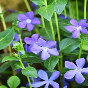 Set of 50 Vinca Live Plants - Periwinkle Ground Cover Perennial, 6-8 Inch Tall - Image 6