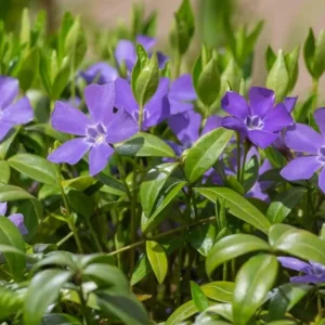 Set of 50 Vinca Live Plants - Periwinkle Ground Cover Perennial, 6-8 Inch Tall - Image 7