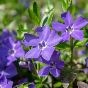 Set of 50 Vinca Live Plants - Periwinkle Ground Cover Perennial, 6-8 Inch Tall - Image 8