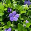 Set of 50 Vinca Live Plants - Periwinkle Ground Cover Perennial, 6-8 Inch Tall - Image 1