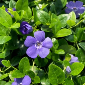 Set of 50 Vinca Live Plants - Periwinkle Ground Cover Perennial, 6-8 Inch Tall - Image 1