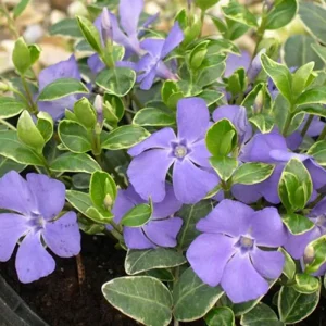 Set of 6 Variegated Vinca Minor Live Plants, Creeping Periwinkle Ground Cover, 4-6 Inch Tall, Outdoor - Image 2
