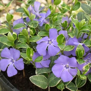 Set of 6 Variegated Vinca Minor Live Plants, Creeping Periwinkle Ground Cover, 4-6 Inch Tall, Outdoor - Image 4