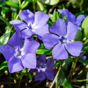 Set of 75 Vinca Plants Live - Periwinkle Ground Cover Perennials 6-8 Inch Tall Outdoor - Image 2