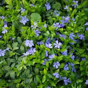 Set of 75 Vinca Plants Live - Periwinkle Ground Cover Perennials 6-8 Inch Tall Outdoor - Image 6