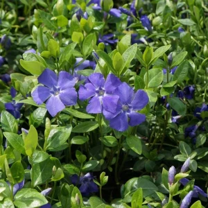 Set of 75 Vinca Plants Live - Periwinkle Ground Cover Perennials 6-8 Inch Tall Outdoor - Image 7