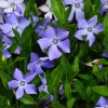 Set of 75 Vinca Plants Live - Periwinkle Ground Cover Perennials 6-8 Inch Tall Outdoor - Image 1