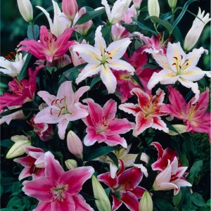 Set of 8 Assorted Lily Bulbs - Oriental & Asiatic Lilies for Planting - Image 6
