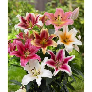 Set of 8 Assorted Lily Bulbs - Oriental & Asiatic Lilies for Planting - Image 7