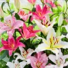 Set of 8 Assorted Lily Bulbs - Oriental & Asiatic Lilies for Planting - Image 1