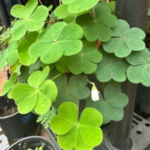 Shade Oxalis Live Plant - 2-5 inch Tall - 3 inch Pot - Indoor Houseplant - Image 2