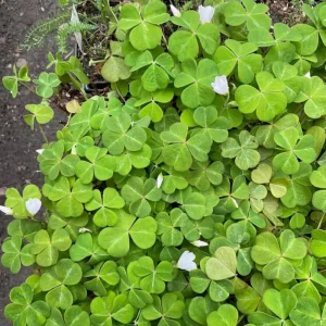 Shade Oxalis Live Plant - 2-5 inch Tall - 3 inch Pot - Indoor Houseplant - Image 1
