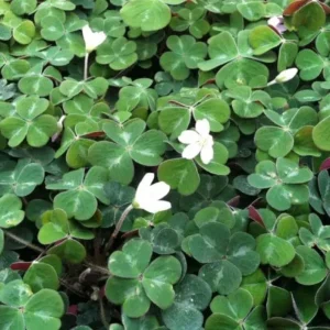 Shade Oxalis Live Plant - 2-5 inch Tall - 3 inch Pot - Indoor Houseplant - Image 3