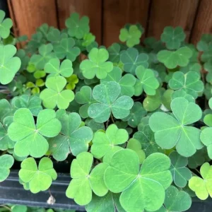 Shade Oxalis Live Plant - 2-5 inch Tall - 3 inch Pot - Indoor Houseplant - Image 4