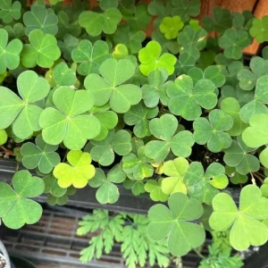 Shade Oxalis Live Plant - 2-5 inch Tall - 3 inch Pot - Indoor Houseplant - Image 5