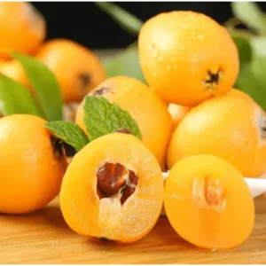 Shambala Loquat Tree Live Plant 5-8 Inch Tall in 4