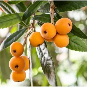 Shambala Loquat Tree Live Plant 5-8 Inch Tall in 4