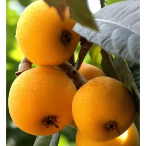 Shambala Loquat Tree Live Plant 5-8 Inch Tall in 4