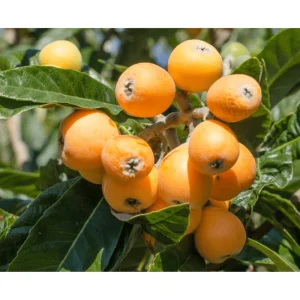 Shambala Loquat Tree Live Plant 5-8 Inch Tall in 4