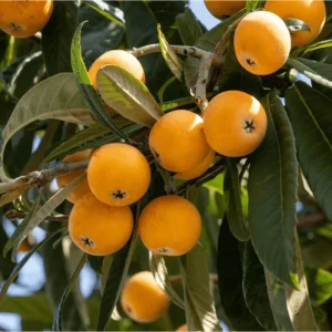 Shambala Loquat Tree Live Plant 5-8 Inch Tall in 4