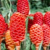 Shampoo Ginger Live Plant – Zingiber Zerumbet – Outdoor Landscape Tropical - Image 1
