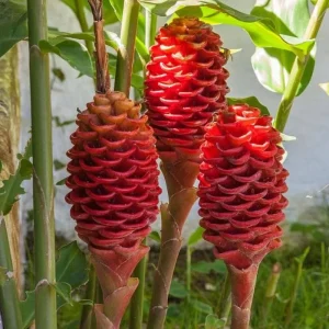 Shampoo Ginger Roots – Live Zingiber Zerumbet Rhizomes for Planting – Tropical Awapuhi - Image 2