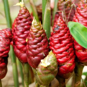Shampoo Ginger Roots – Live Zingiber Zerumbet Rhizomes for Planting – Tropical Awapuhi - Image 3